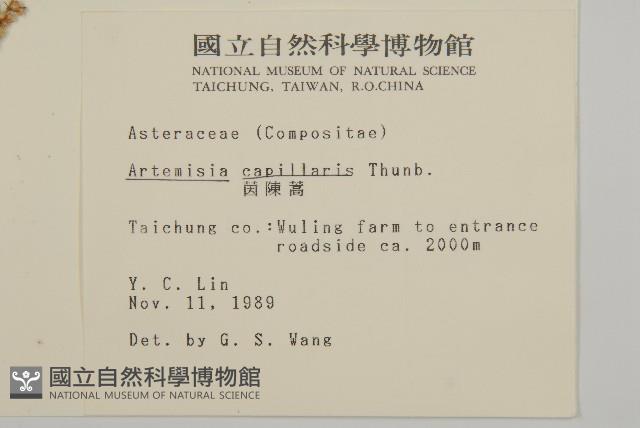 茵蔯蒿藏品圖，第2張