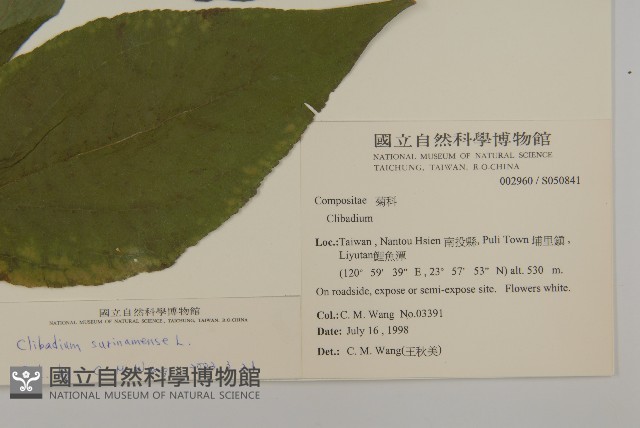 蘇利南野菊藏品圖，第2張