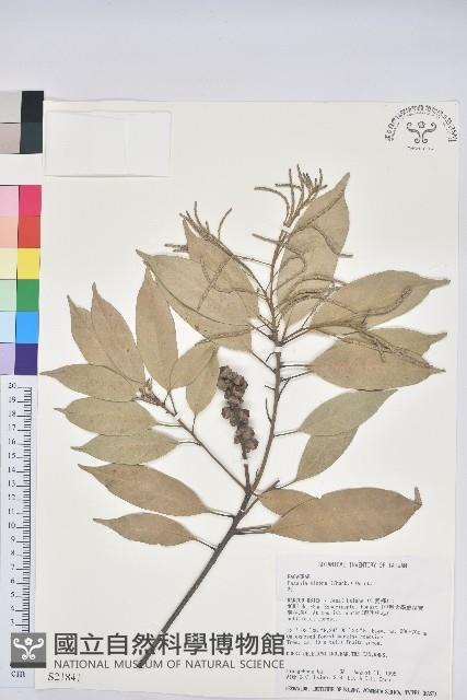 子彈石櫟、柯藏品圖，第1張