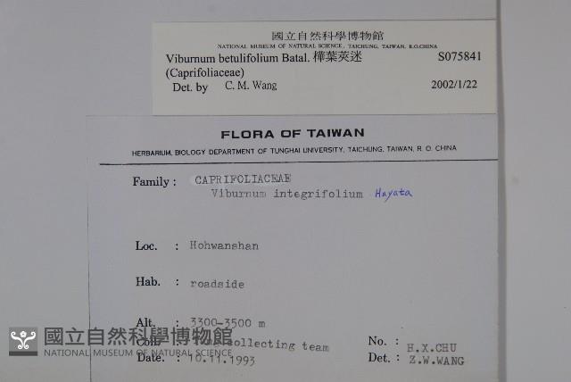 樺葉莢迷、玉山莢迷藏品圖，第2張