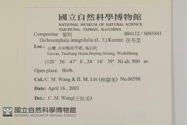 茯苓菜藏品圖，第2張