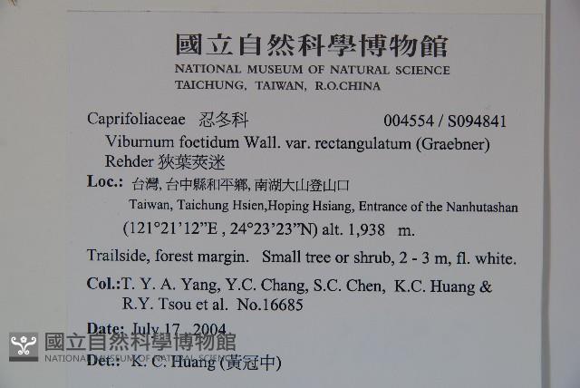 狹葉莢迷藏品圖，第2張