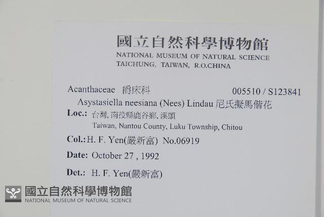 尼氏擬馬偕花藏品圖，第2張
