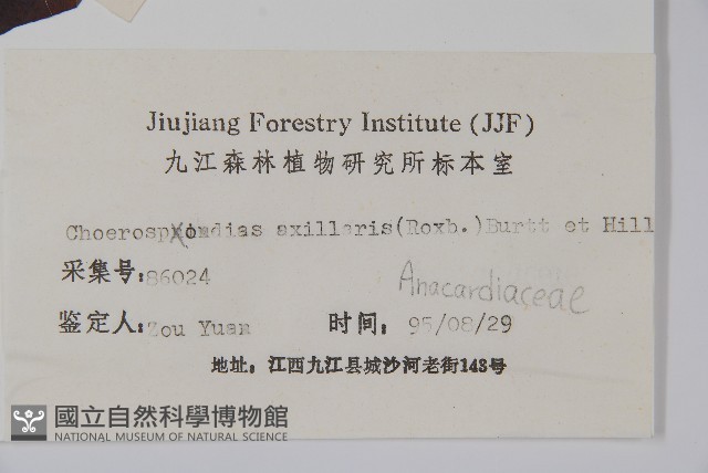 南酸棗藏品圖，第2張