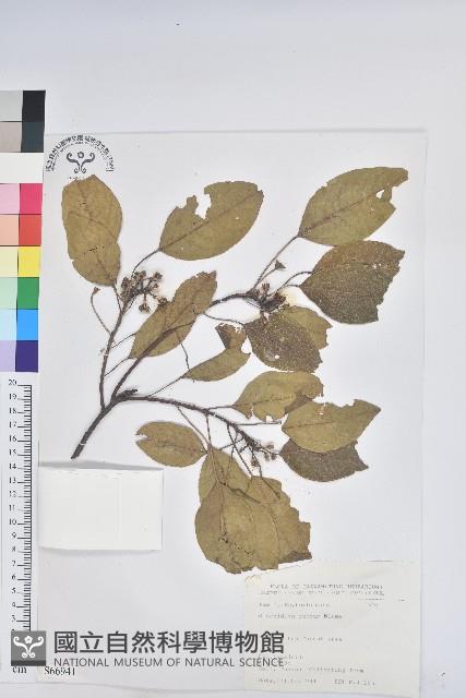 細葉饅頭果藏品圖，第1張