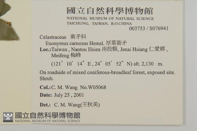 厚葉衛矛, 源一木藏品圖，第2張