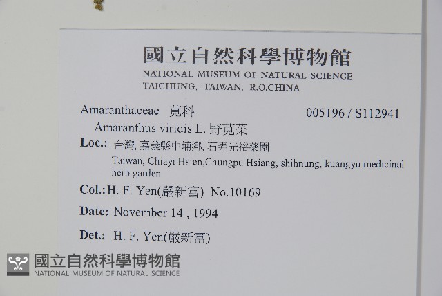 野莧菜藏品圖，第2張