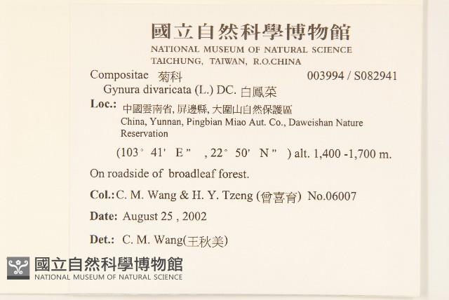 白仔菜藏品圖，第2張