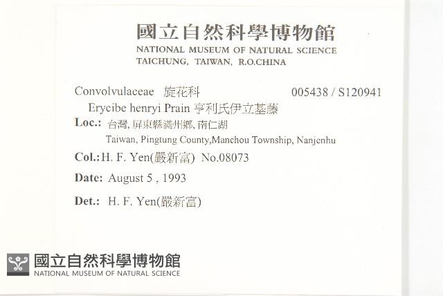 亨利氏伊立基藤藏品圖，第2張