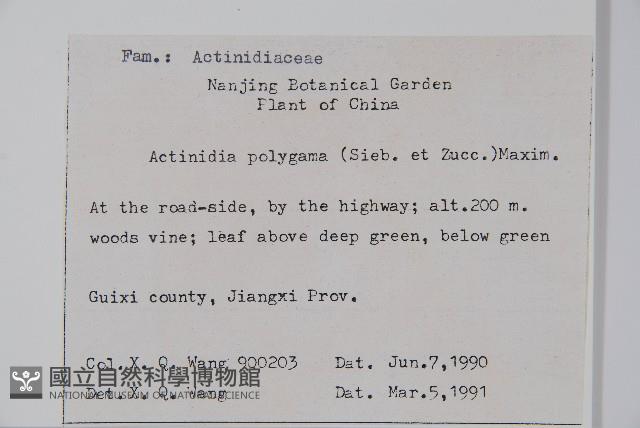 木天蓼、葛棗獼猴桃、葛棗子藏品圖，第2張