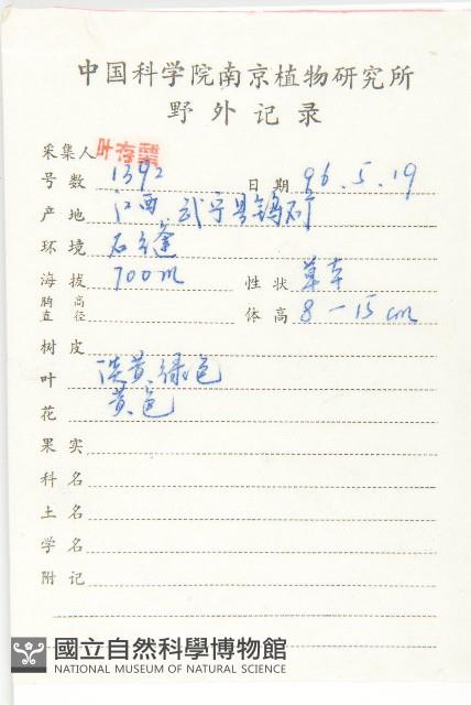 垂盆草藏品圖，第2張