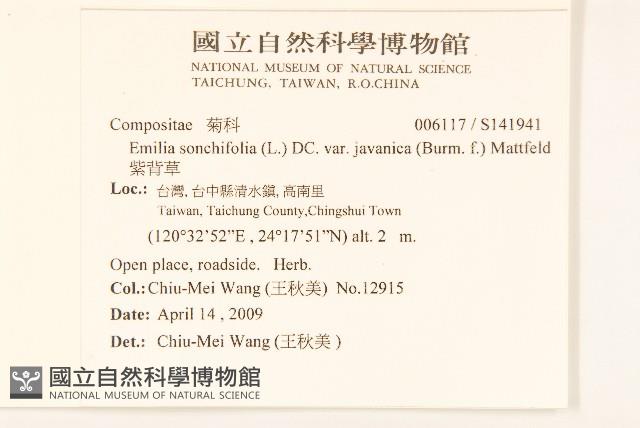 紫背草藏品圖，第2張