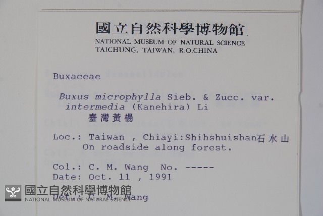 臺灣黃楊藏品圖，第2張