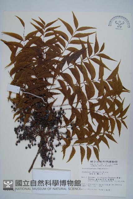 黃連木、爛心木藏品圖，第1張