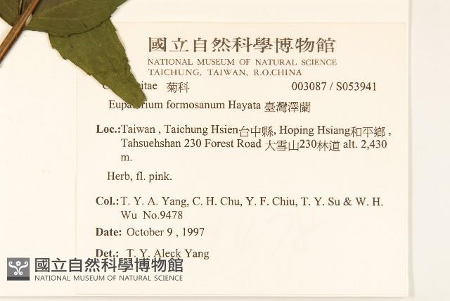 臺灣澤蘭藏品圖，第2張