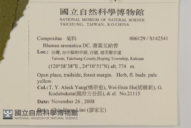 薄葉艾納香藏品圖，第2張