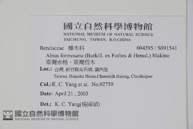 臺灣赤楊、臺灣榿木藏品圖，第2張