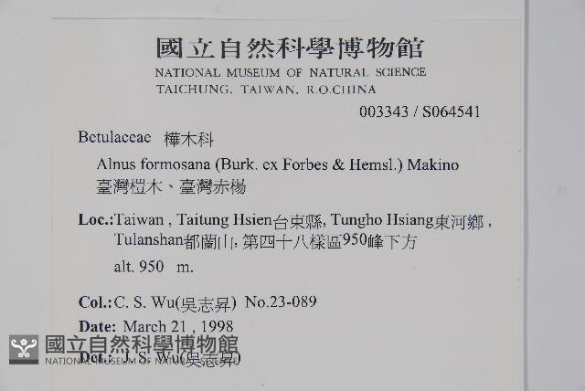臺灣赤楊、臺灣榿木藏品圖，第2張
