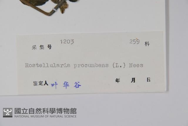 爵床、六角英藏品圖，第2張