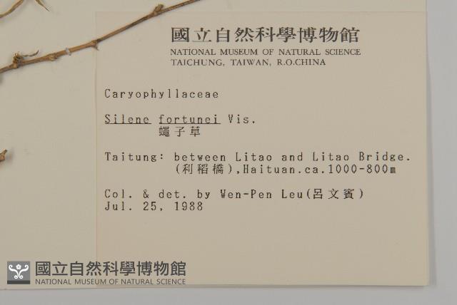 蠅子草藏品圖，第2張