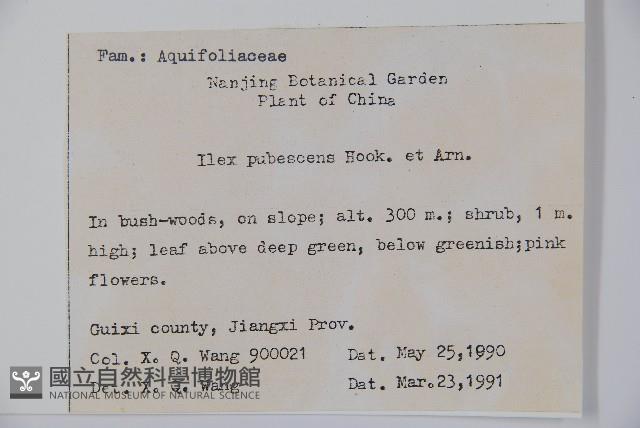 密毛假黃楊藏品圖，第2張