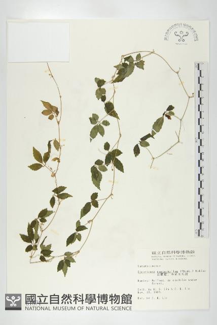 絞股藍藏品圖，第1張