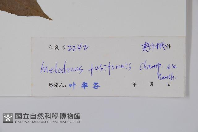 紫麻藏品圖，第2張