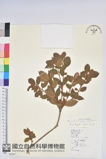 金毛杜鵑藏品圖，第1張