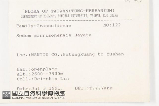 玉山佛甲草藏品圖，第2張