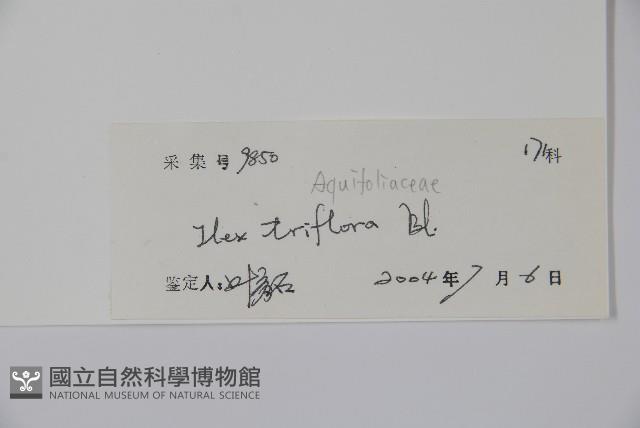 三花冬青藏品圖，第2張