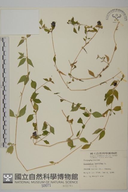 狗筋蔓藏品圖，第1張