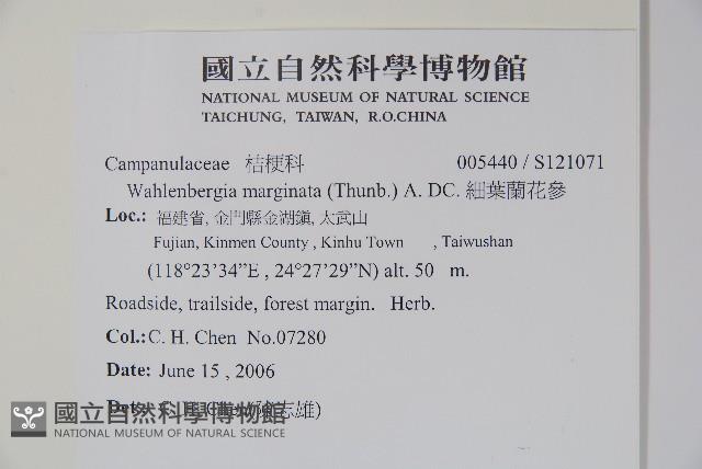 細葉蘭花參藏品圖，第2張