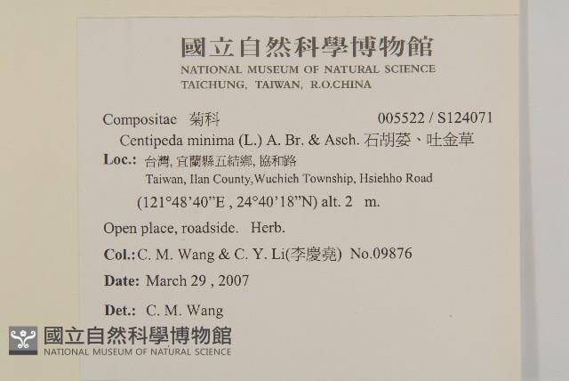 石胡荽、吐金草藏品圖，第2張