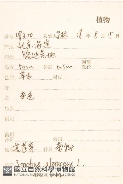 苦滇菜、苦菜藏品圖，第2張