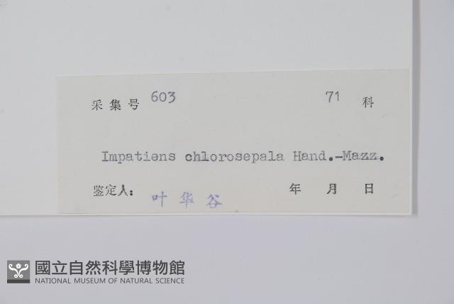 綠萼鳳仙花藏品圖，第2張