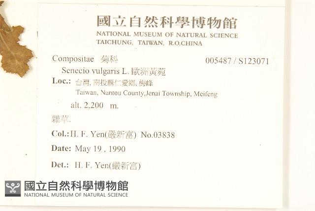 歐洲黃菀藏品圖，第2張