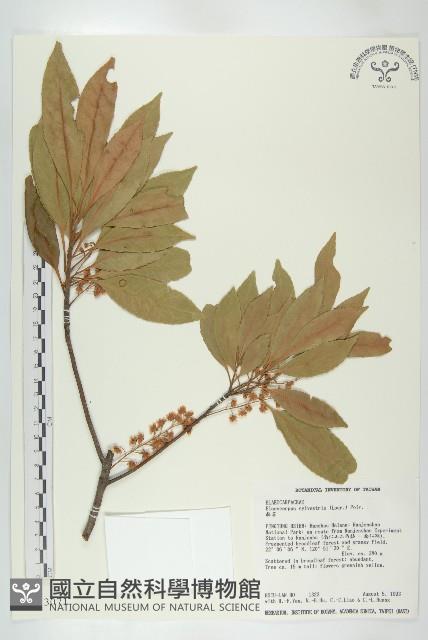 杜英、山杜英、蘭嶼杜英藏品圖，第1張