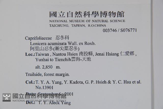 阿里山忍冬、漸尖葉忍冬藏品圖，第2張