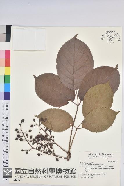 茄苳、重陽木藏品圖，第1張