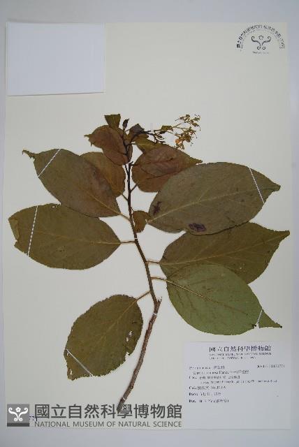 恆春厚殼樹藏品圖，第1張