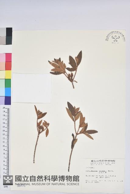 金毛杜鵑藏品圖，第1張