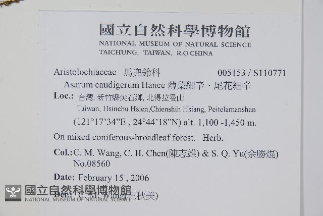 薄葉細辛、尾花細辛藏品圖，第2張