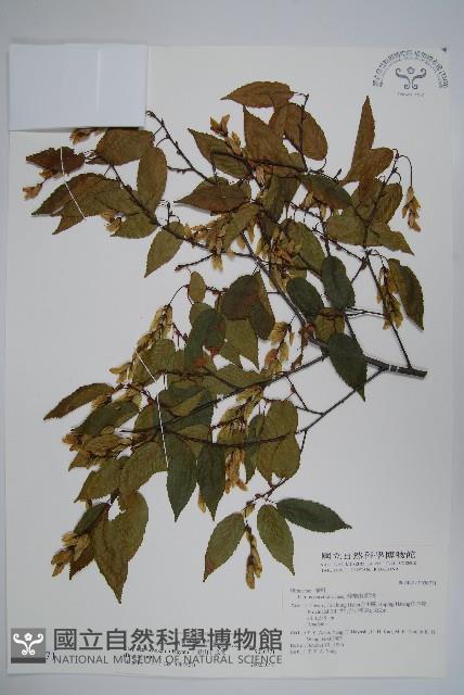 阿里山千金榆藏品圖，第1張