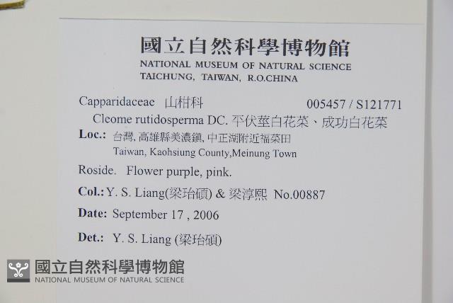 平伏莖白花菜、成功白花菜藏品圖，第2張