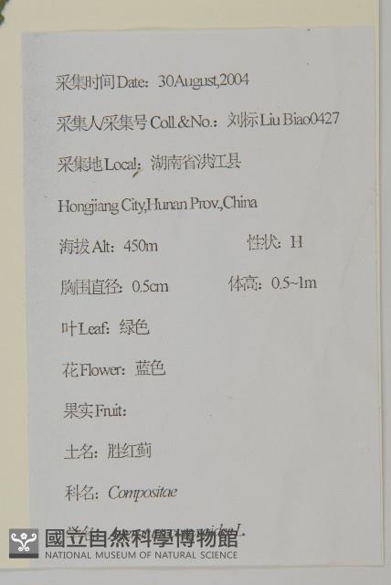 霍香薊藏品圖，第2張