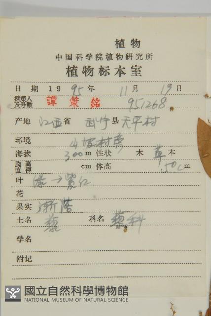 藜、灰藜藏品圖，第2張