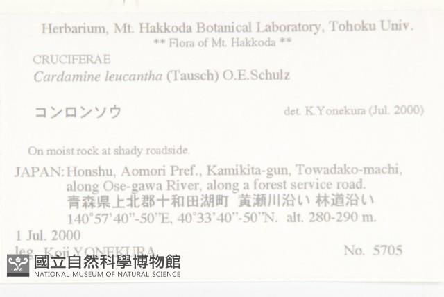 白花碎米薺藏品圖，第2張