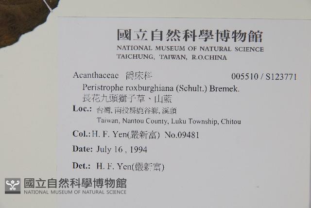 長花九頭獅子草、山藍藏品圖，第2張