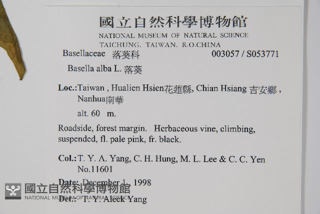 落葵藏品圖，第2張