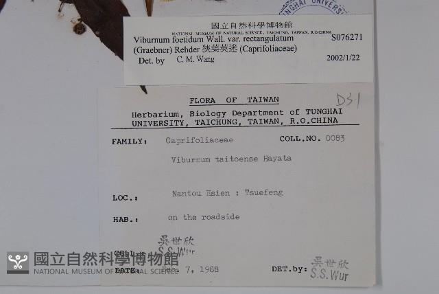 狹葉莢迷藏品圖，第2張